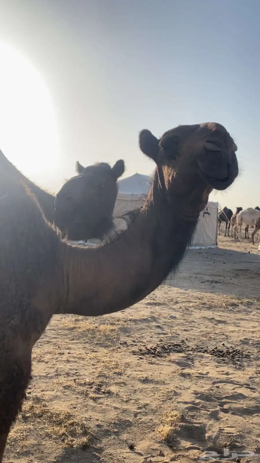 نياق 1