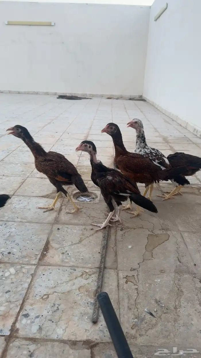 دجاج باكستاني تم البيع 2
