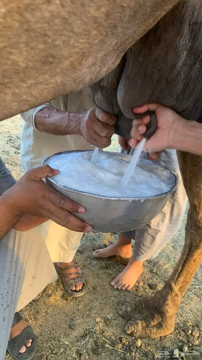 ناقه مجهم كفو 2