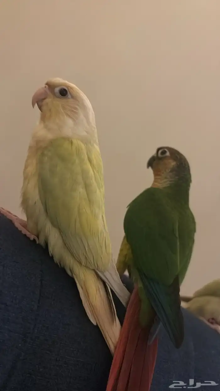 هدد اليفه جدا  صبغات قويه وتصانيف مميزه 3