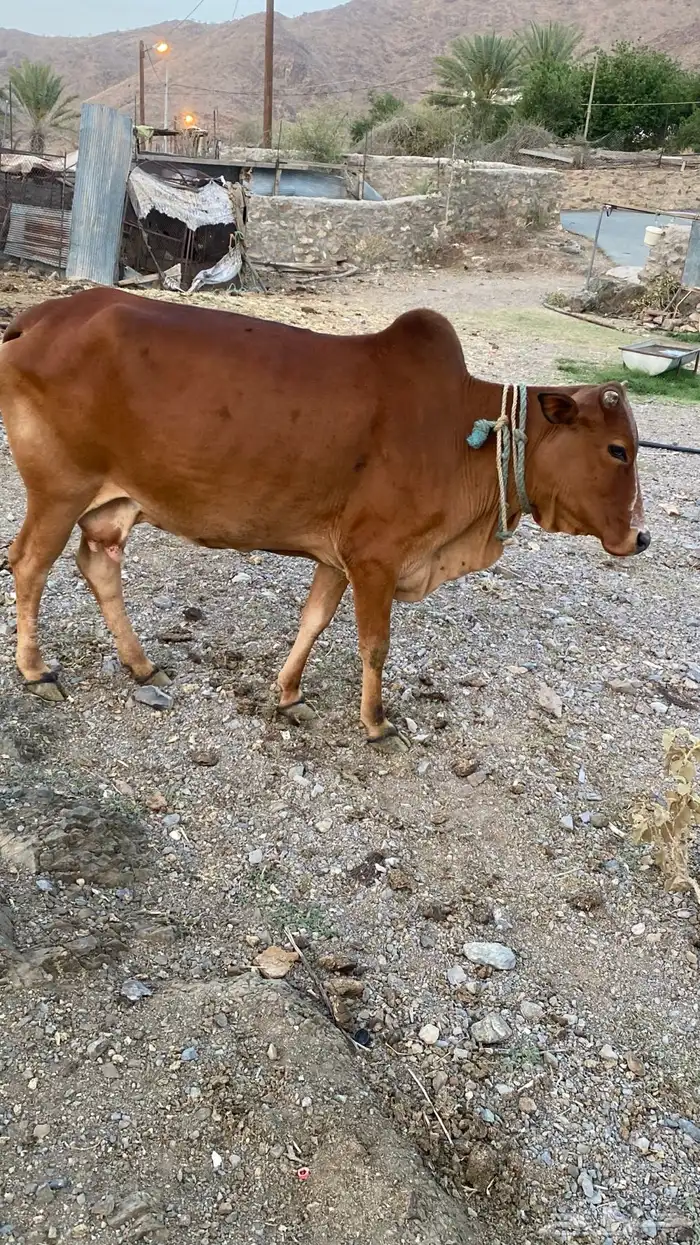 بقر فاخر للبيع 3