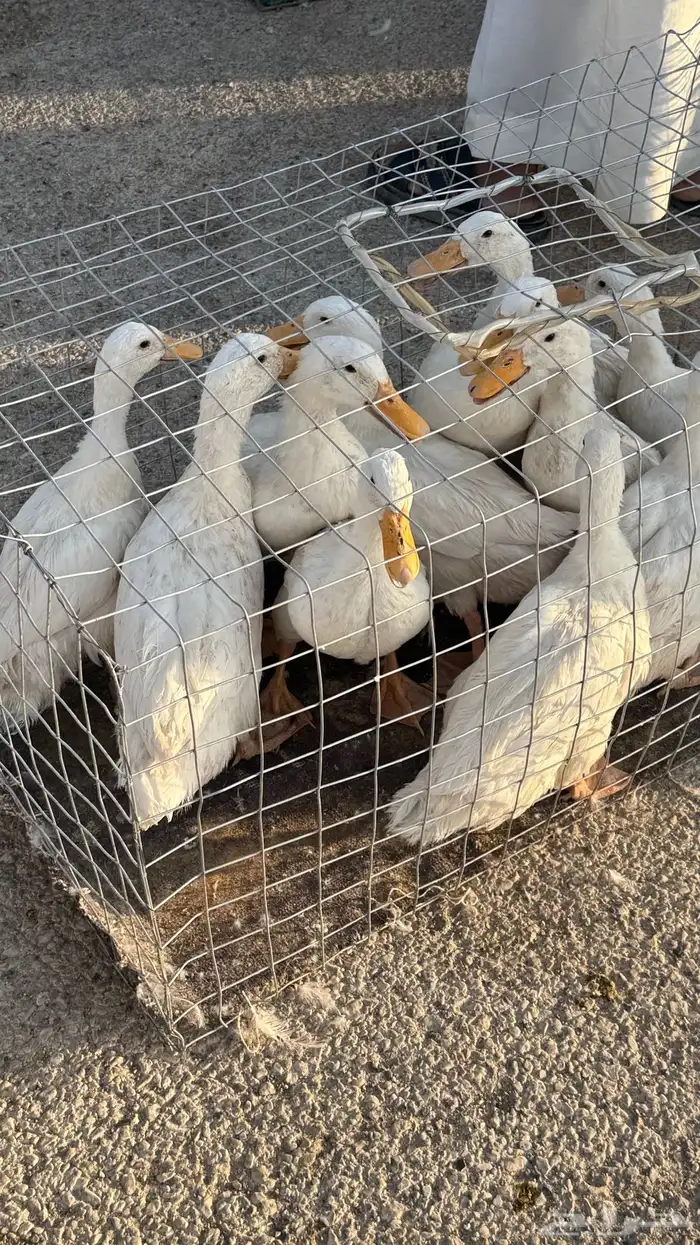 الخرج بط بكيني طيب جدا 1