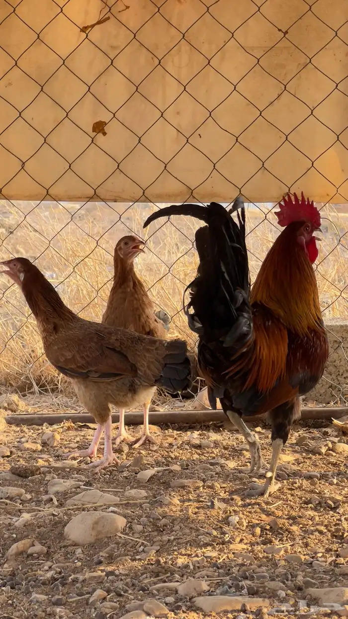 طقم دجاج تم البيع  . 0