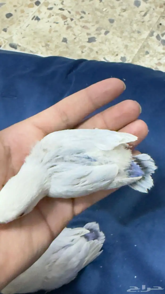 فروخ روز بسعر طيب 3