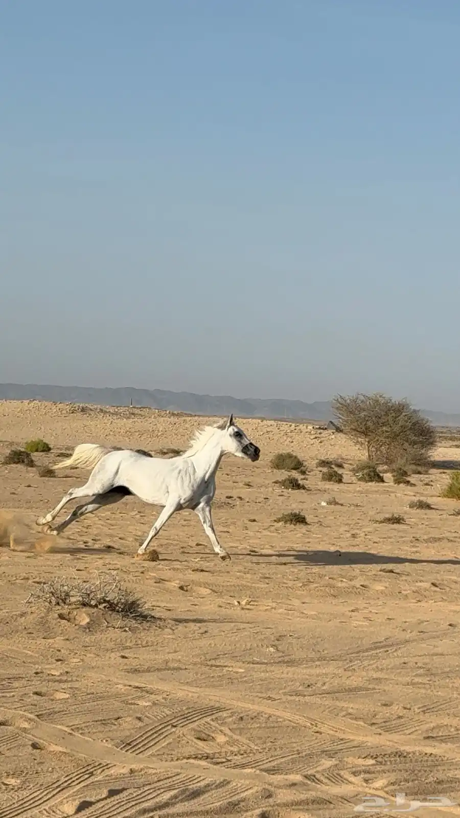 فرس شعبية 1