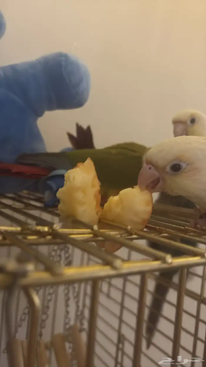 هدد اليفه جدا  صبغات قويه وتصانيف مميزه 1