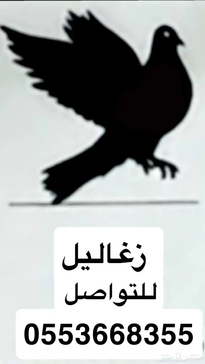 حمام لاحم 1