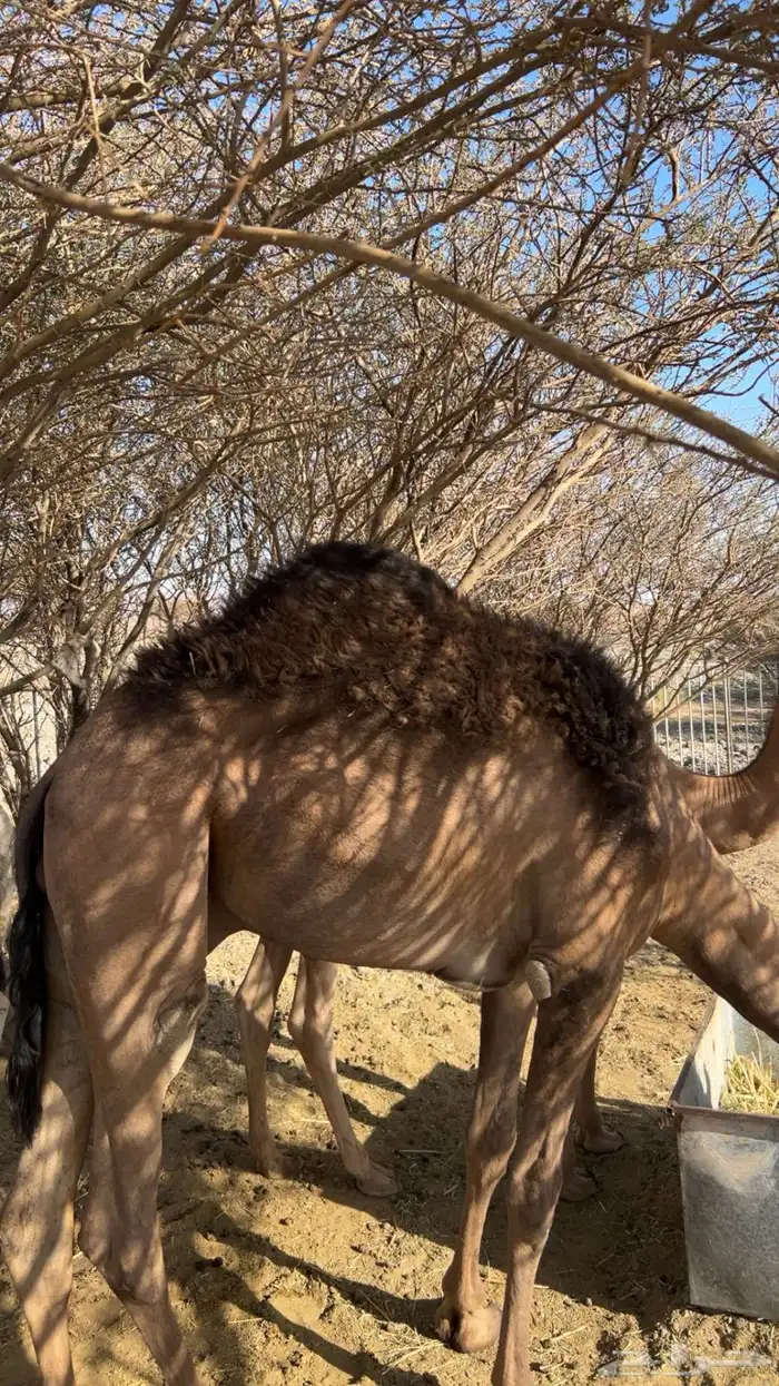 قعود مفرود شحم للبيع 0