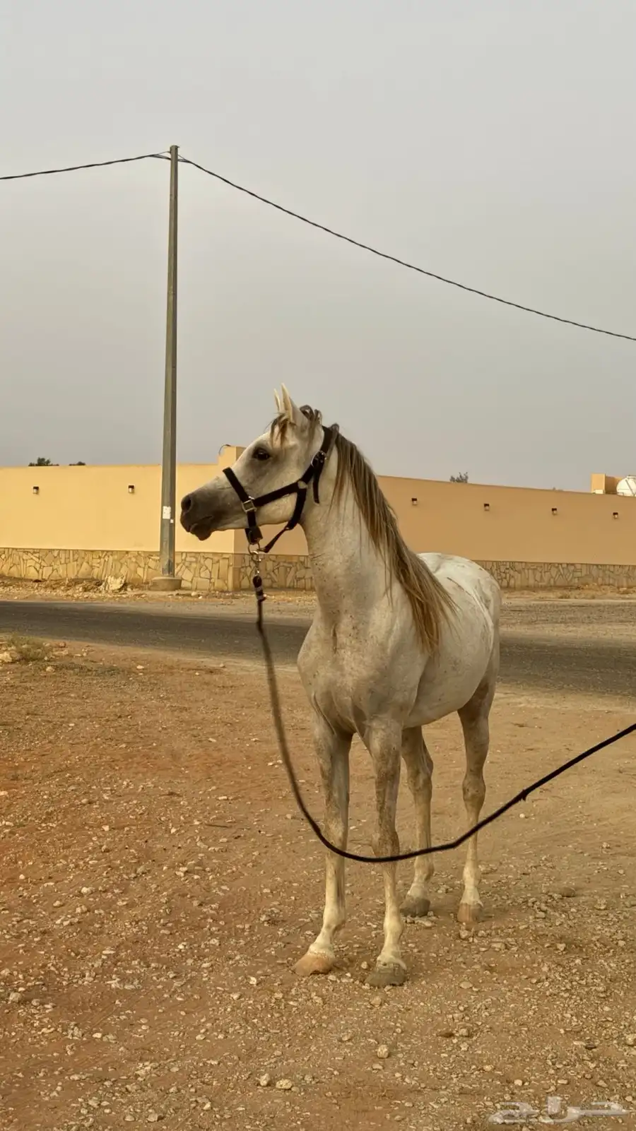 مهر واهو شيخ 0