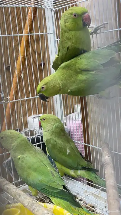 دره اناث للبيع 2