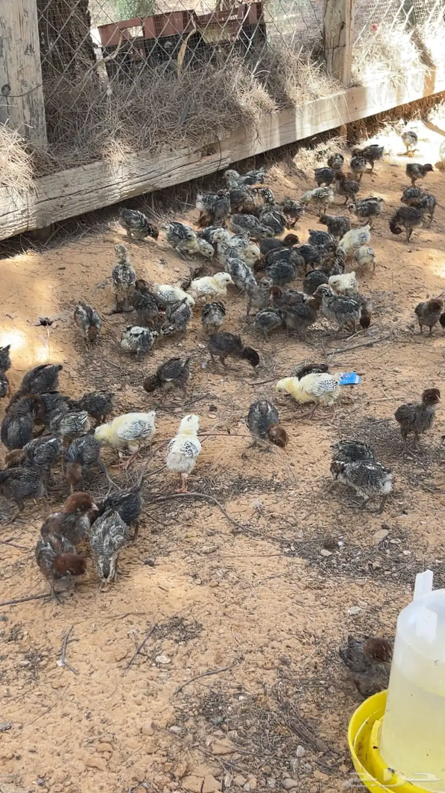 صيصان فيومي 1