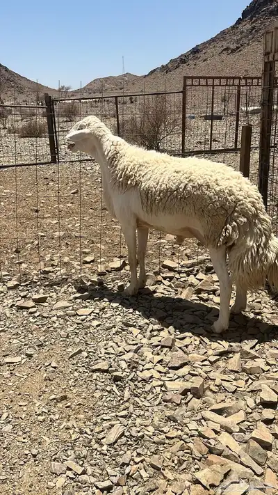 فحل حري صنف الصنف الفحل نادر والكل عينه ميزانه 0