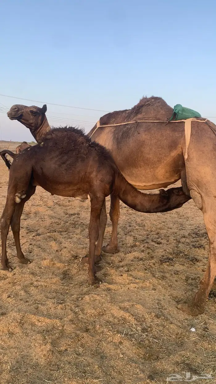 ناقه مجهم كفو 1