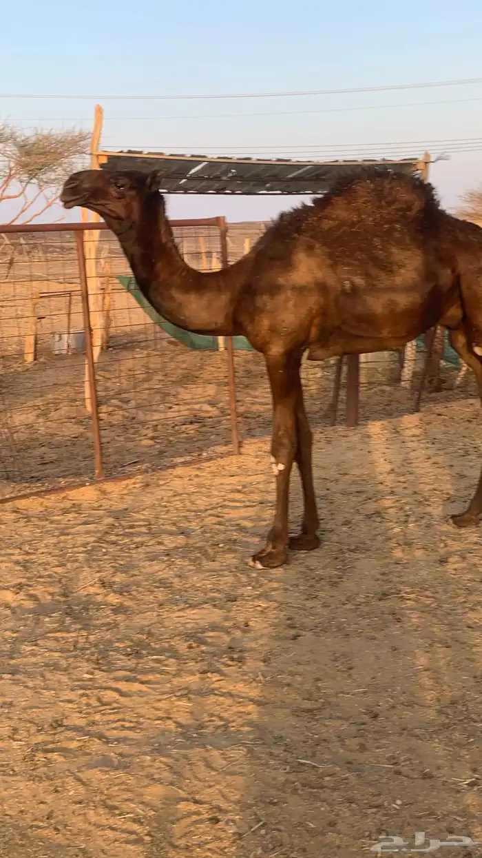 ناقه مجهم كفو 3