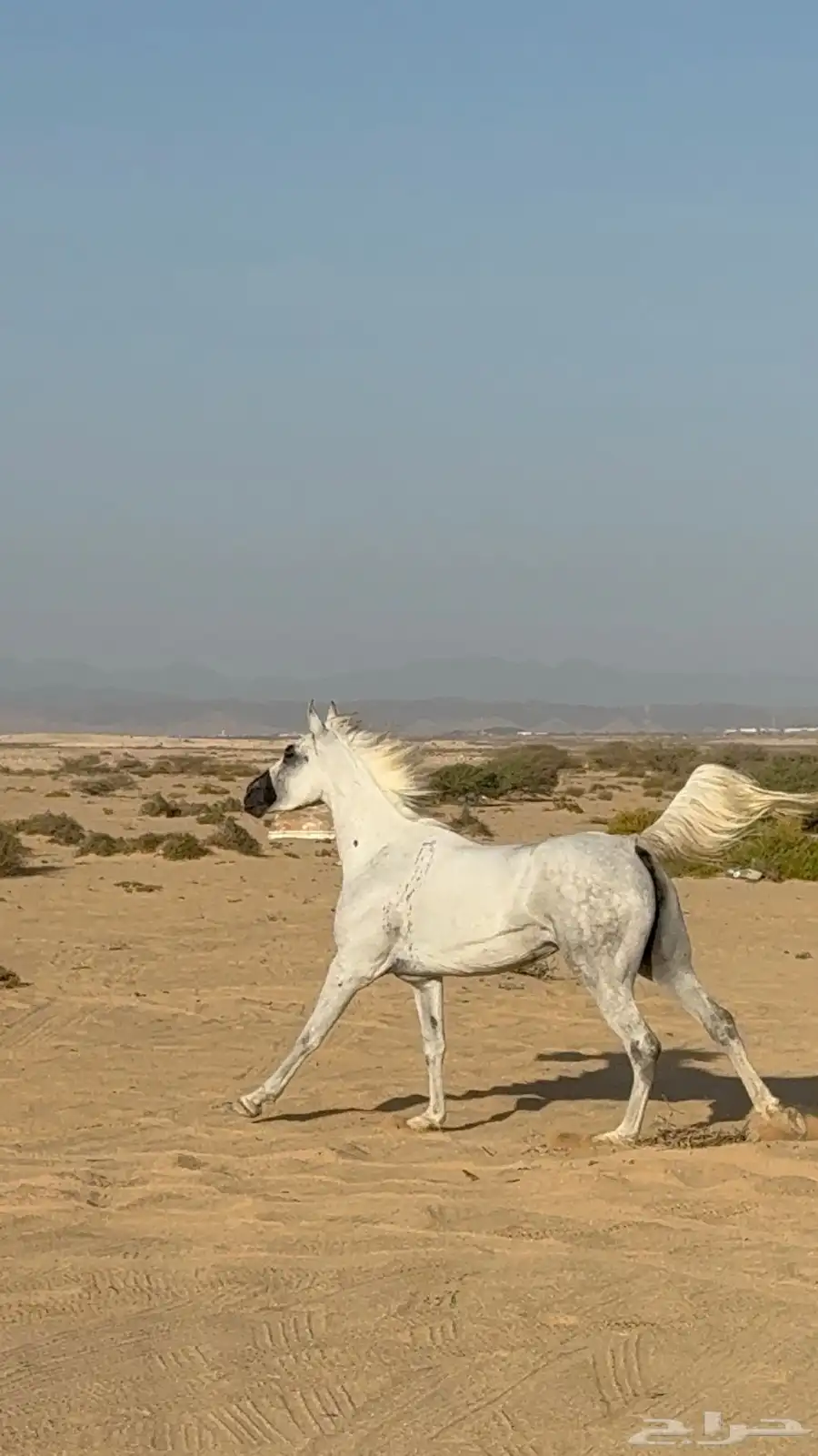 فرس شعبية 0