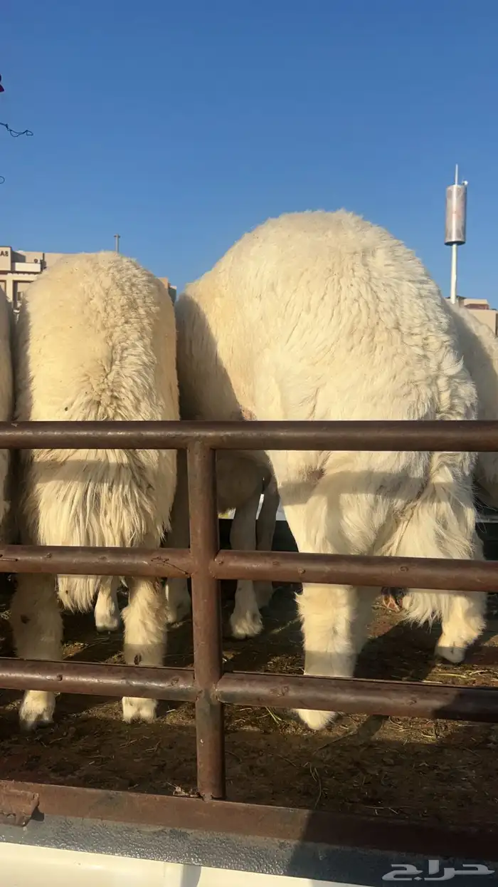 ذبايح حريه واضاحي 6