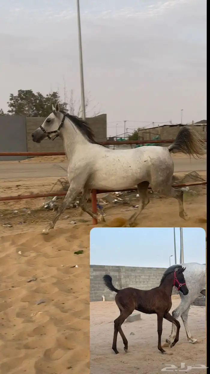 فرس شعبيه للبيع 0
