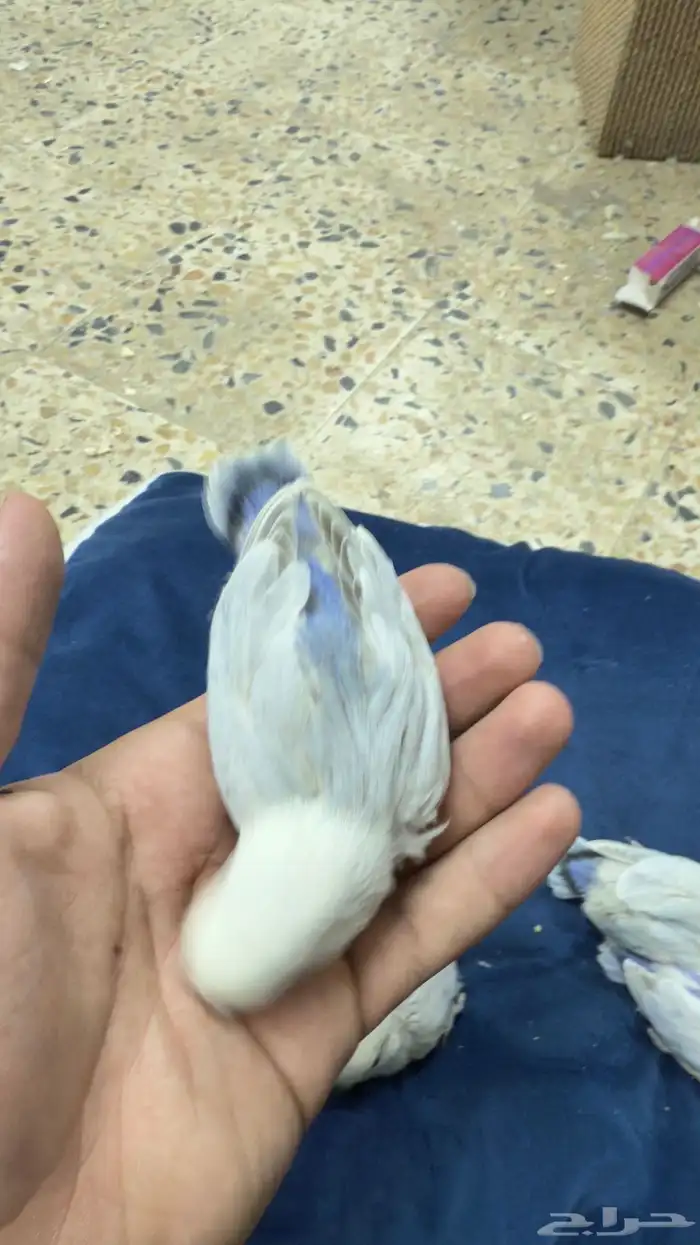 فروخ روز بسعر طيب 2
