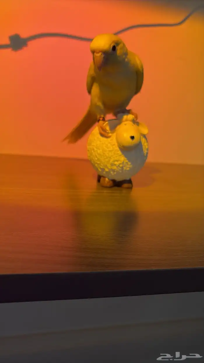 هدد اليفه جدا  صبغات قويه وتصانيف مميزه 5