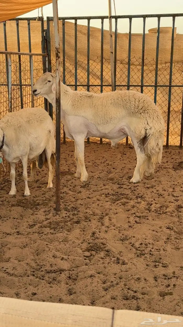 مشاريع فحول ضغط عالي للبيع 0