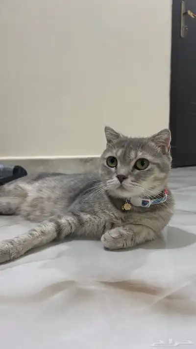 قطه سكوتش انثى منتجه 0
