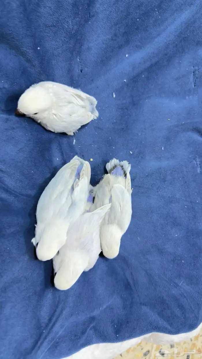 فروخ روز بسعر طيب 0
