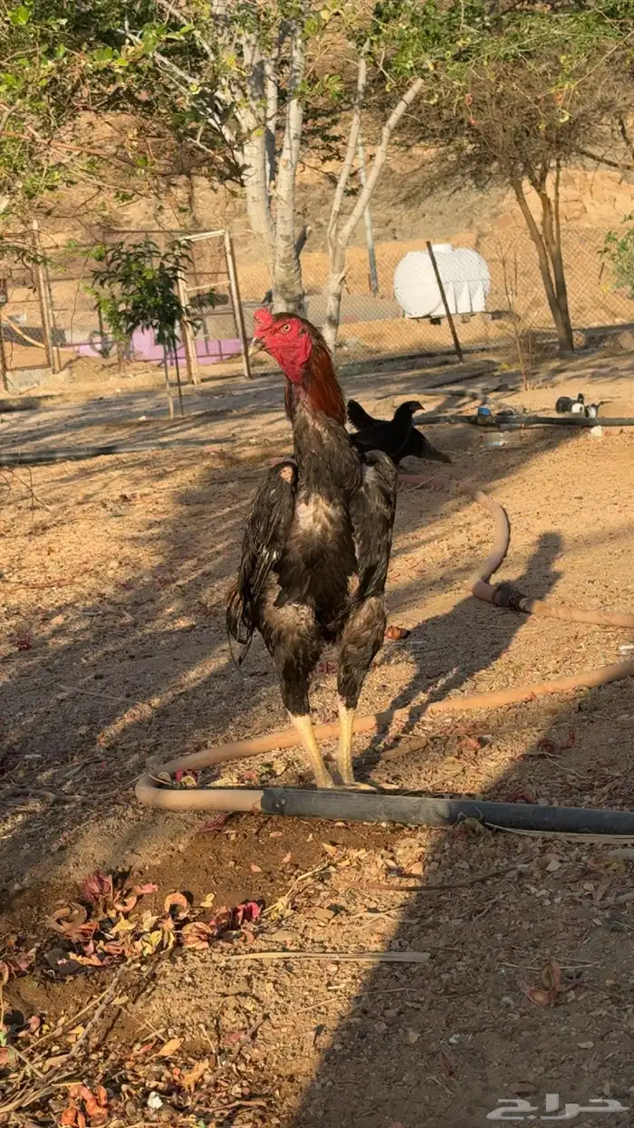 دجاج باكستاني تم البيع 6