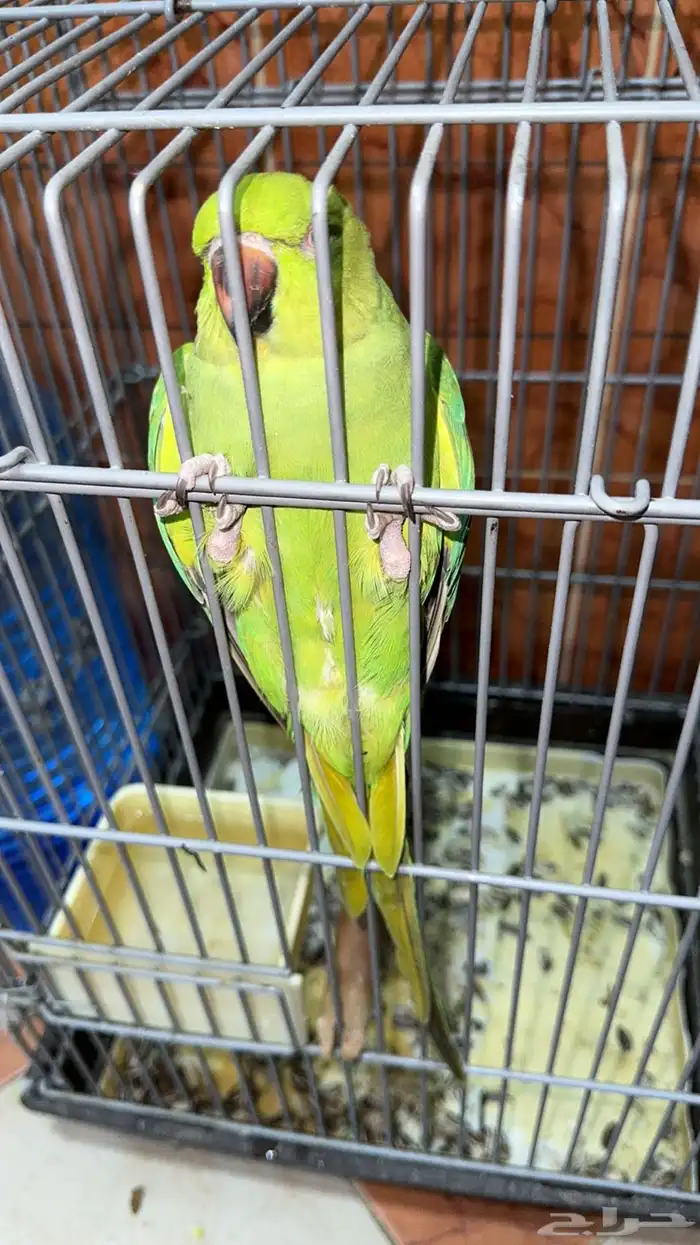 دره هندي 1