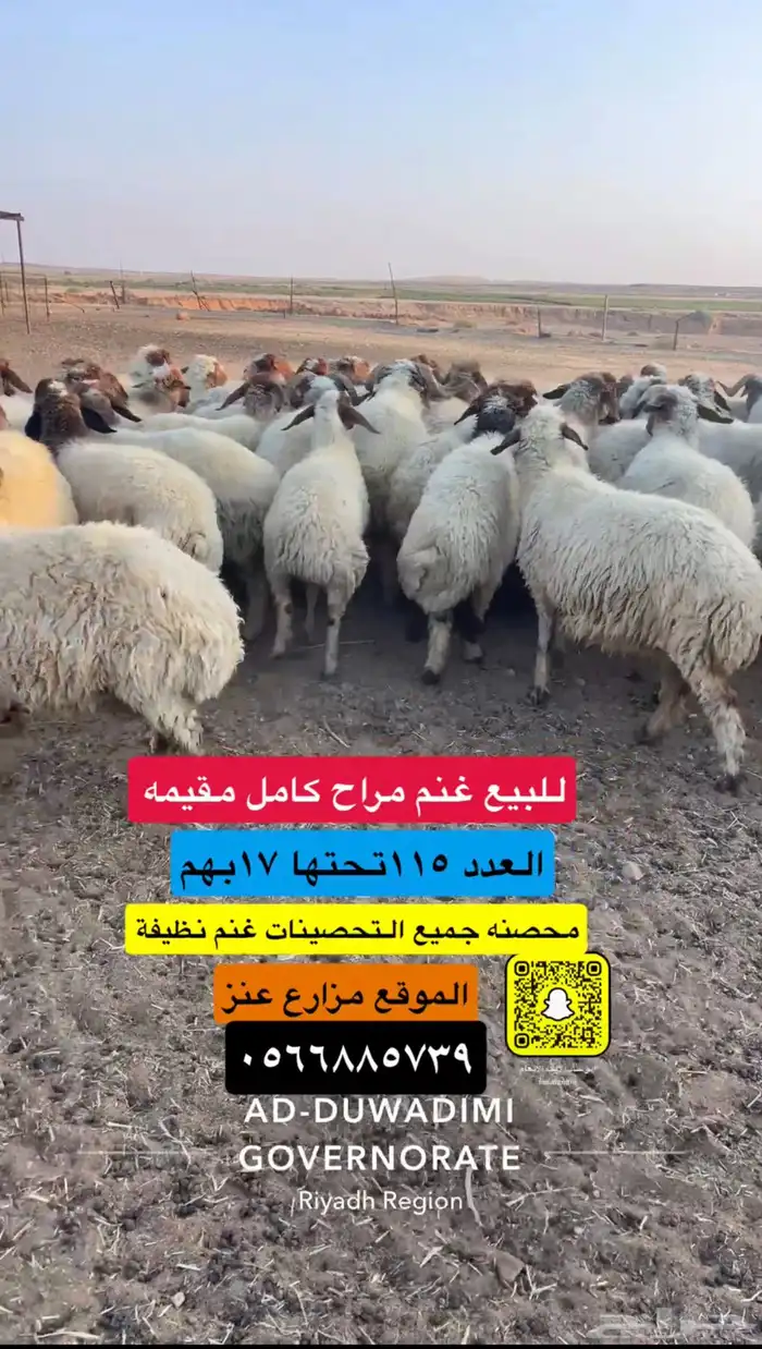 للبيع غنم مراح نعيم مقيمه 1