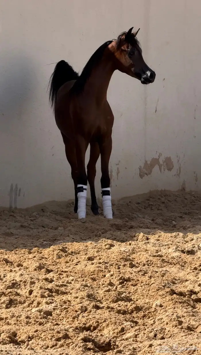 متوفر ايواء خيل و تجهيز خيل الجمال ( الشو ) ديراب 7