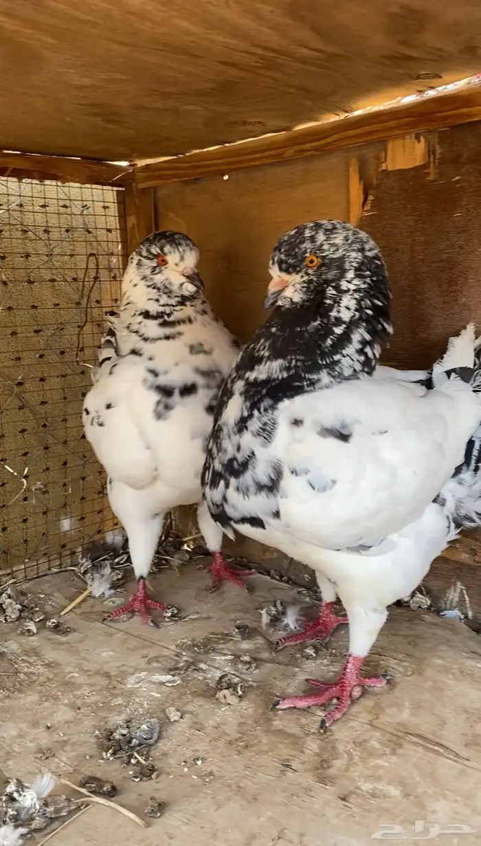 حمام كنق 1