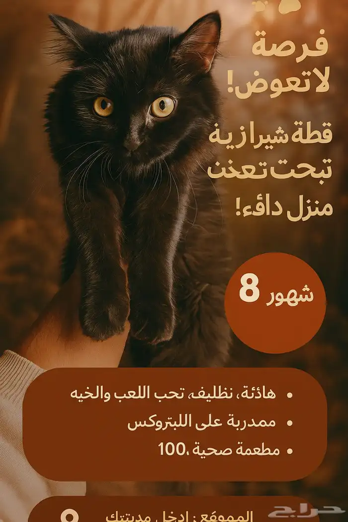 قطه شيرازي   للبيع 0