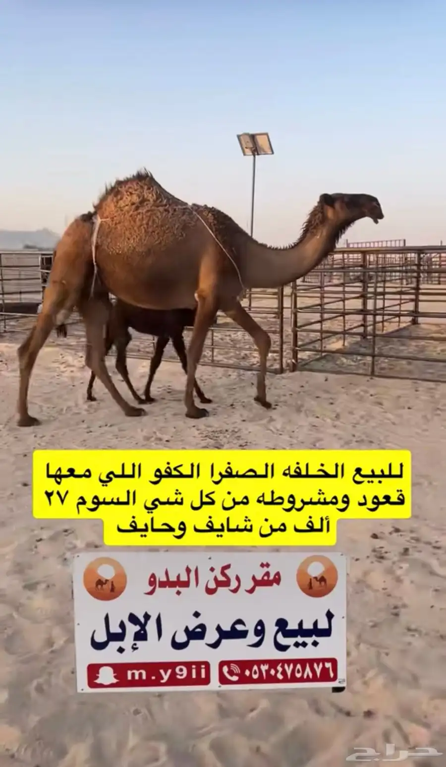 للبيع خلفه الخلفه الصفرا الكفو معها قعود 8