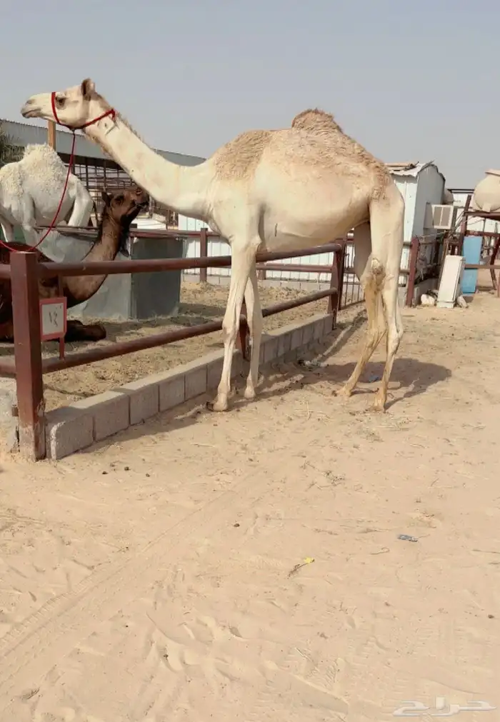 بنت سياف 0