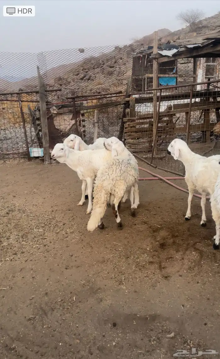 طليان سواكن مقفله شحم 0