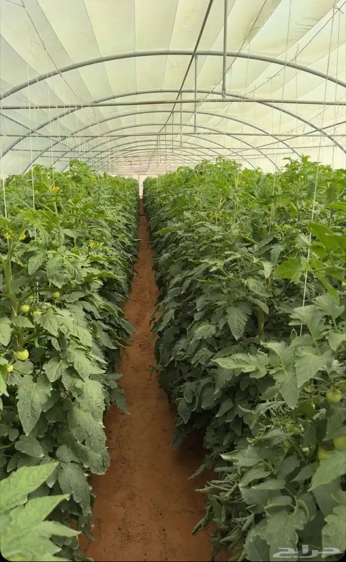 توريد خضار 0