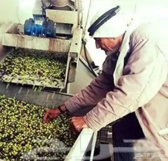 زيت زيتون الفلسطيني بعل عالأمطار شحن لجميع مناطق المملكه 19