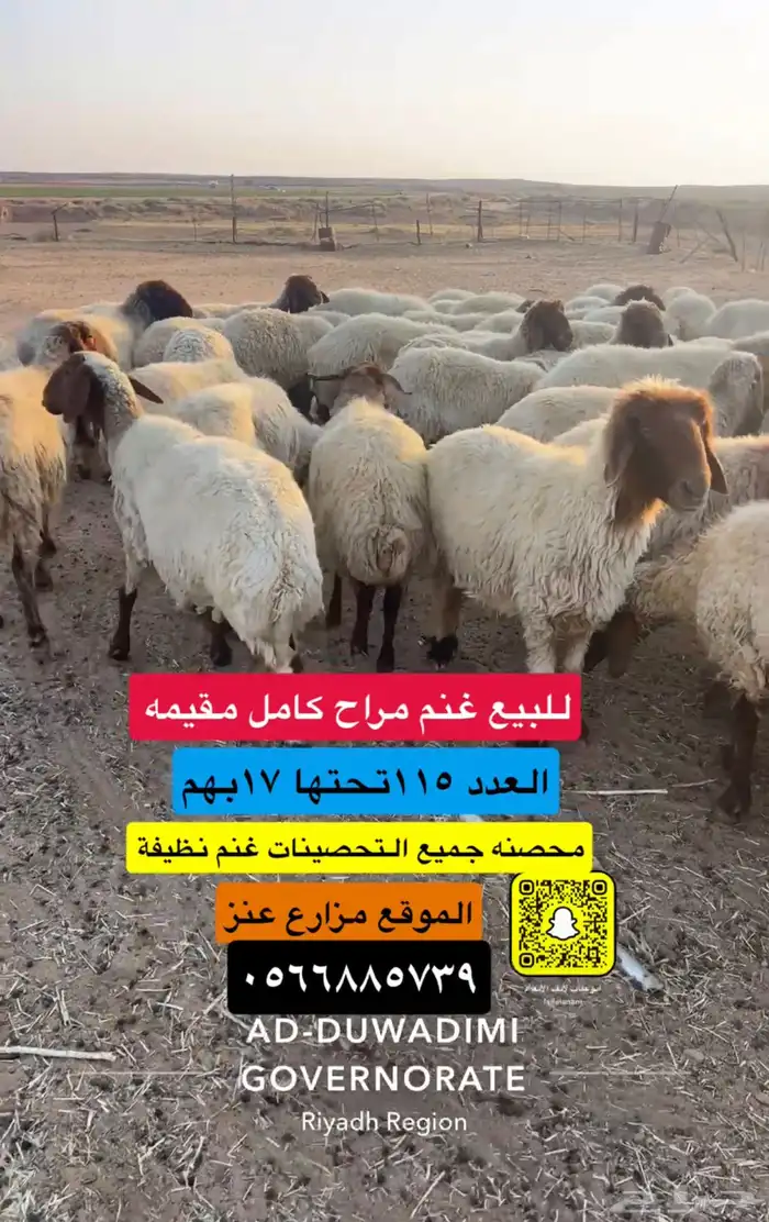للبيع غنم مراح نعيم مقيمه 0