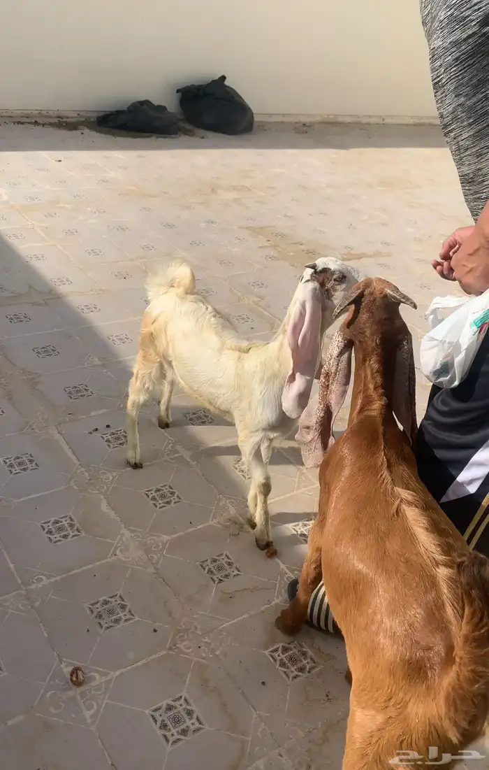 معزه هولندي تحتها توم للبيع 12