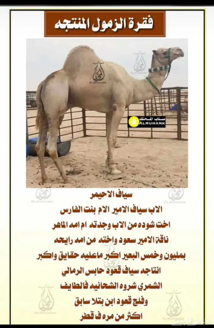 بنت سياف 1
