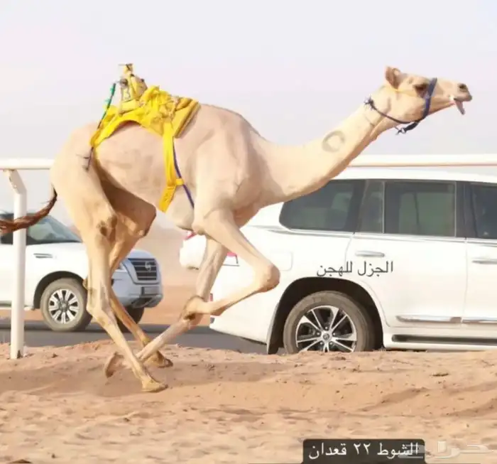 بنت سياف 2