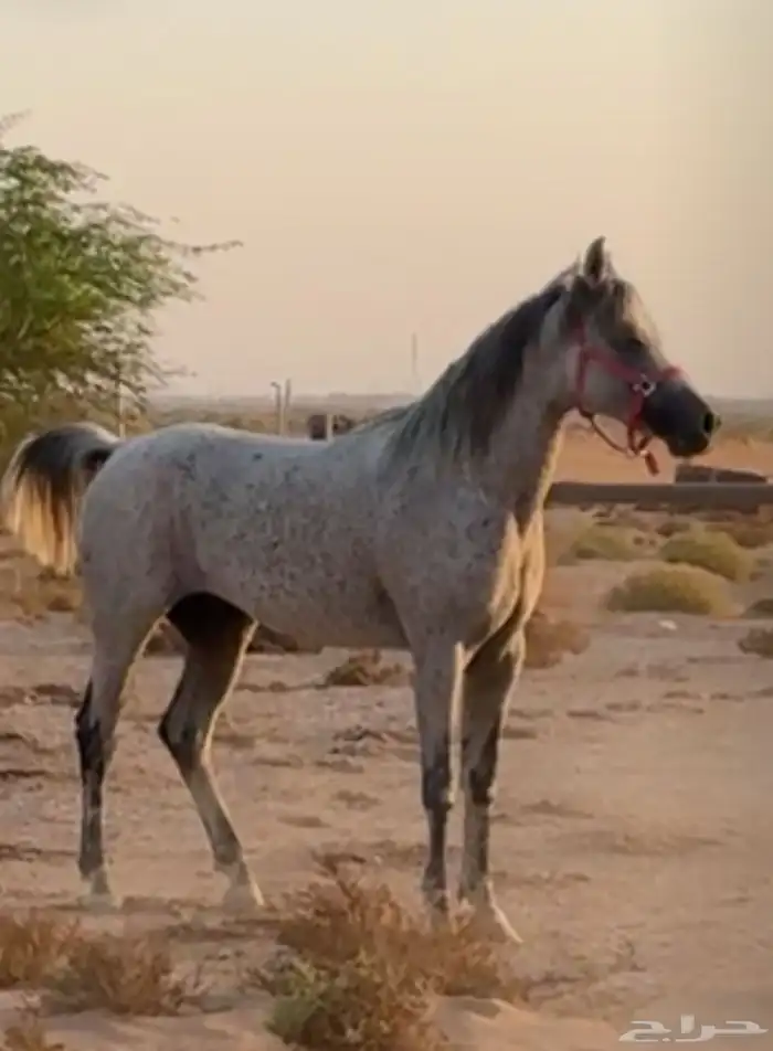 حصان شعبي 0