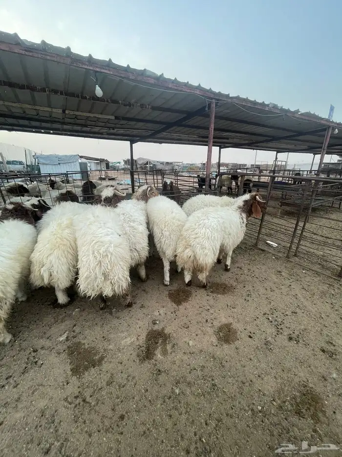 دبايح مناسبات تمايم باسعار مناسبه 1
