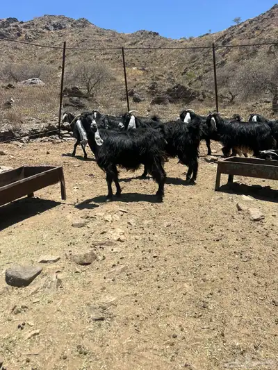 معزى عوارض 2