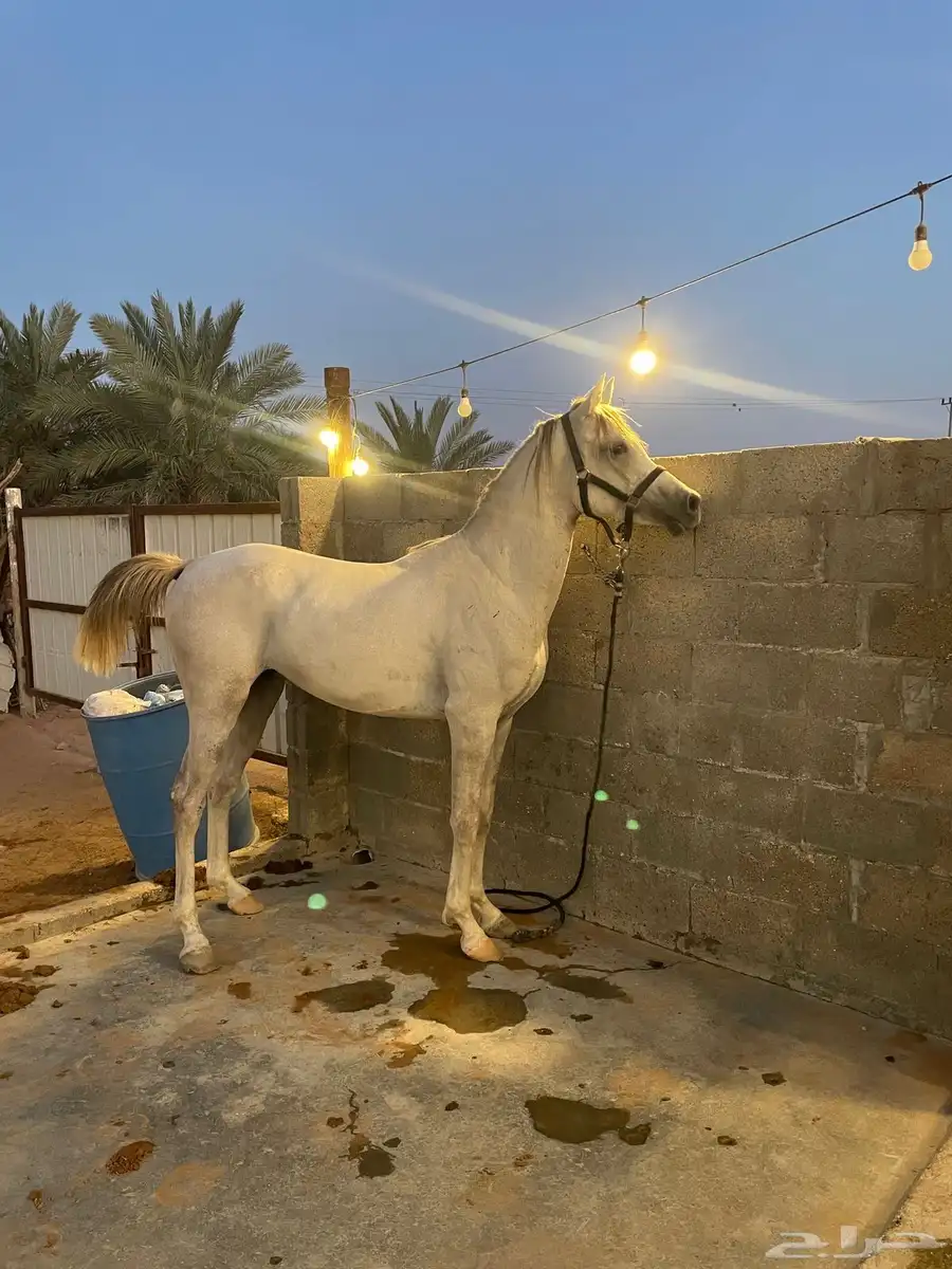 مهر واهو شيخ 1