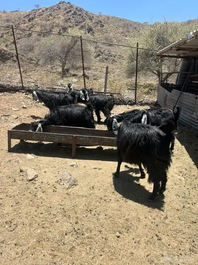 معزى عوارض 3