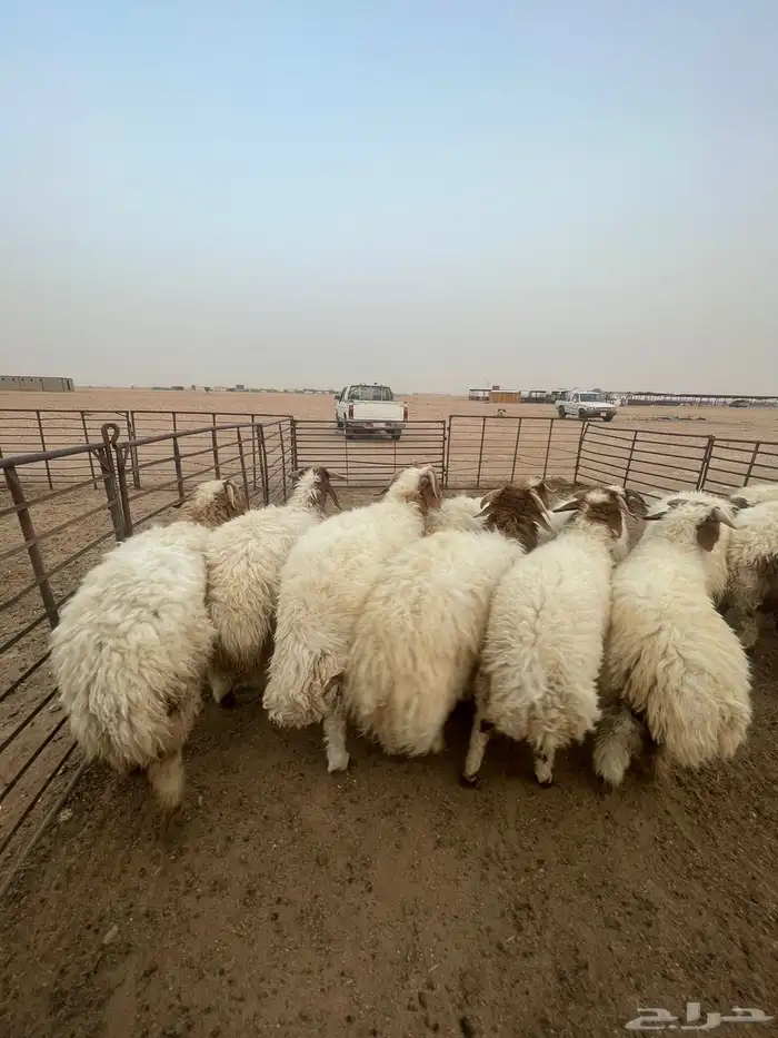 دبايح مناسبات تمايم باسعار مناسبه 2