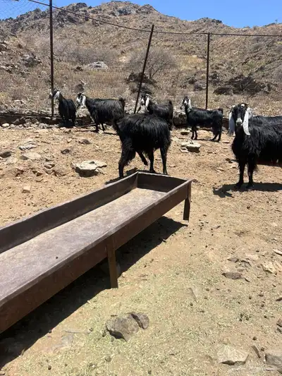 معزى عوارض 1
