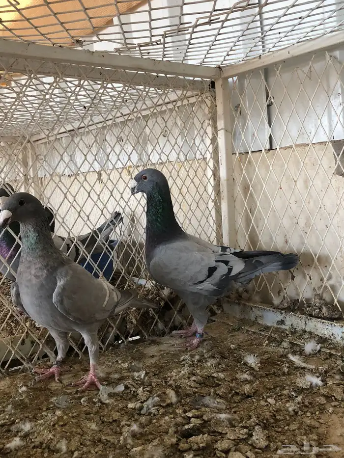 حمام هومر وايت بار 4