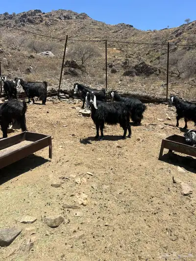 معزى عوارض 0